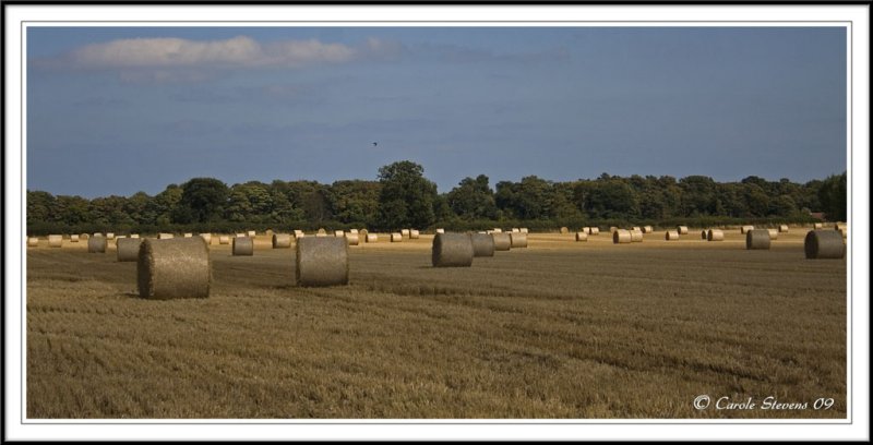 Sunlit bales!
