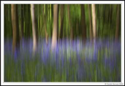 Impressionistic bluebells!