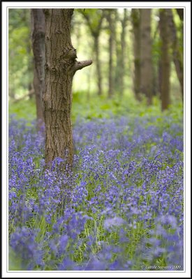 Portrait of a bluebell wood!