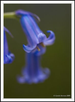 Portrait of a bluebell!