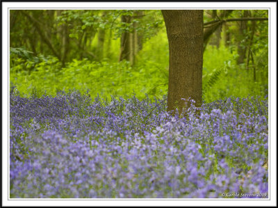 Layers of bluebell wood!