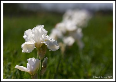 Line of white Irises!