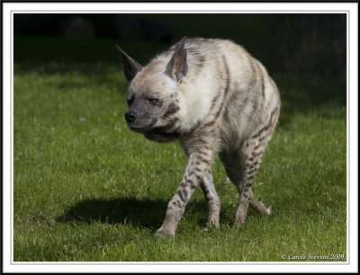 Striped Hyena; just chillin!