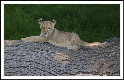Lioncub on a log!