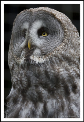 Great Grey Owl!