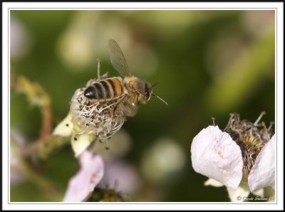 Honey bee on bramble flower- Apis melifera