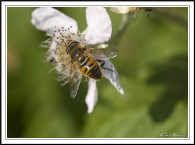Hover fly - Myathropa florae