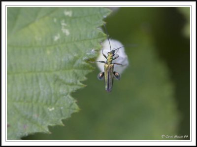 Click beetles - Oedemera nobilis (female)