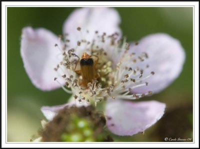 Click beetle - Rhagonycha fulva