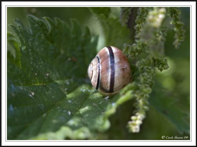 Striped garden snail hidden in the nettles,