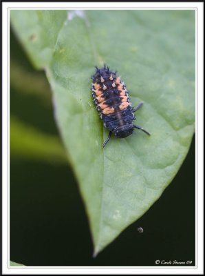 ladybird larvae.