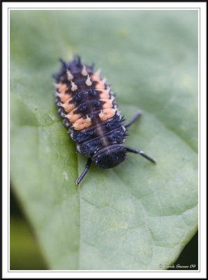 ladybird larvae portrait!