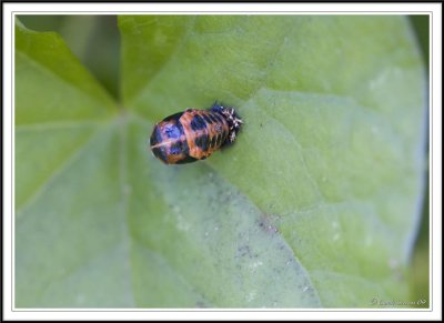 Ladybird pupae stage.