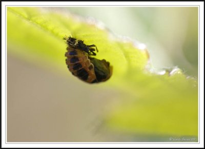 ladybird pupae under a leaf.