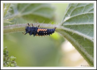 Harlequin Ladybird larvae on a nettle stem!