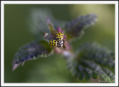 22 spot ladybird drying off his wings!