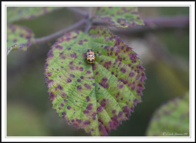 Ladybird larvae and pupae:: 2 Subgalleries