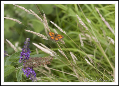 Gatekeeper  Pyronia tithonus