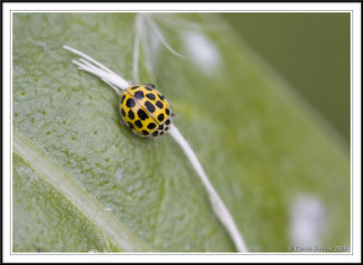 22 spot ladybird