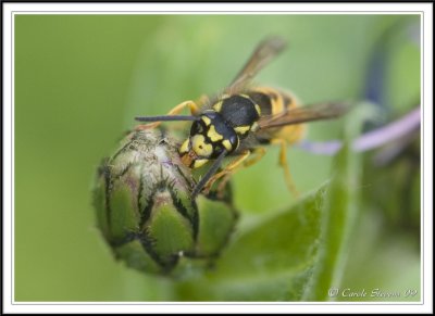 Wasp eating my cornflower!