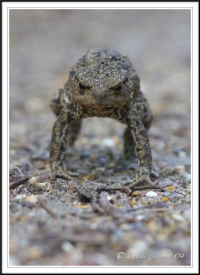 Common Toad making himself big!!!