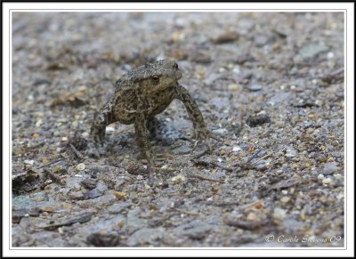 Common toad - Bufo bufo
