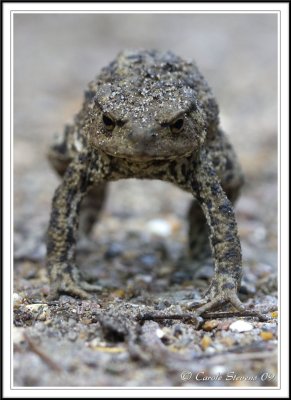 Toad with attitude!!!