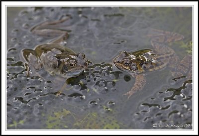 Common frogs in frog spawn -  Rana temporaria
