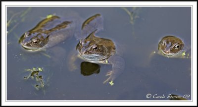 Common frogs -  Rana temporaria