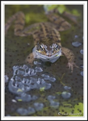 Common frog among frog spawn -  Rana temporaria