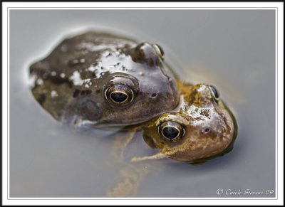 Common frogs mating -  Rana temporaria