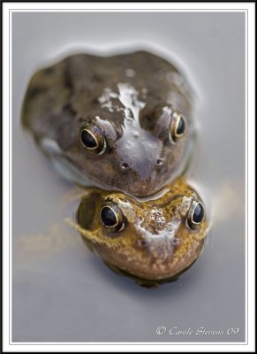 Common frogs mating -  Rana temporaria