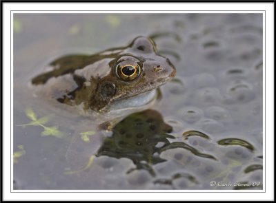 Common frog in frog spawn-  Rana temporaria
