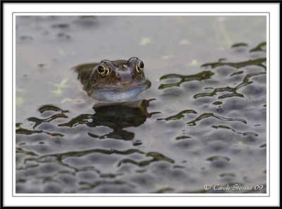Male Common frog in frog spawn -  Rana temporaria