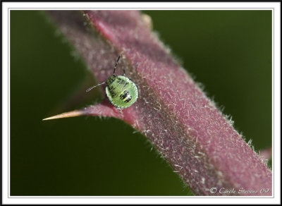 Green Sheild Bug nymph (Palomena prasina)