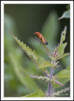 Click beetle - Ragonycha fulva