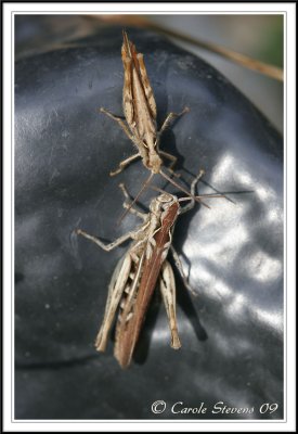 Field grasshoppers (M&F) Chorthipppus brunneus.