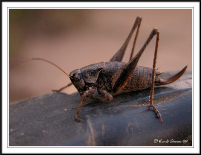 Dark bush cricket washing Phildoptera griseoaptera.