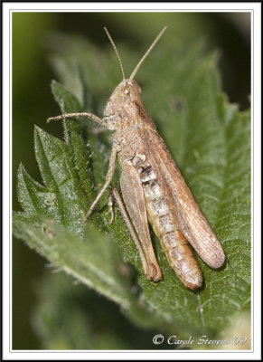 field grasshopper chorthippus brunneus.
