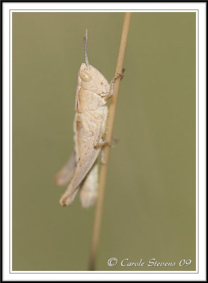 Young Field grasshopper Chorthipppus brunneus.
