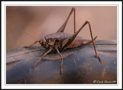 Dark bush cricket Phildoptera griseoaptera.