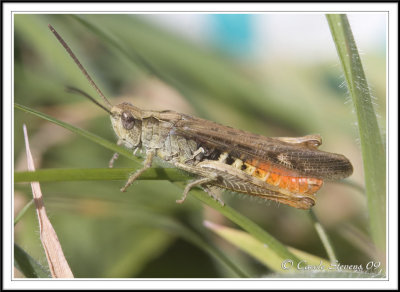 Field grasshopper - Chorthipppus brunneus