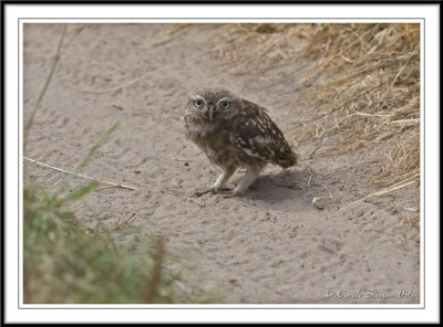 Little owl chick- Athene noctua