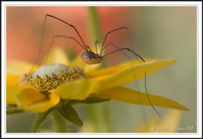 Harvestman spider - Phalangiids