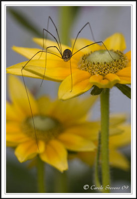 Harvestman spider - Phalangiids