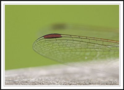 Common darter wing detail.