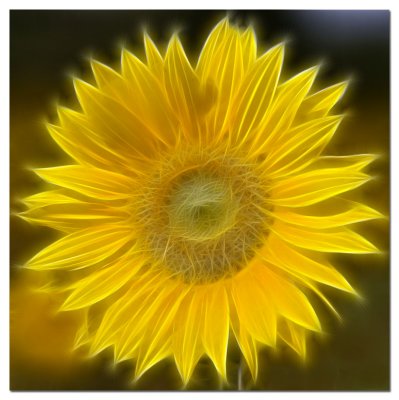 The art of Sunflowers
