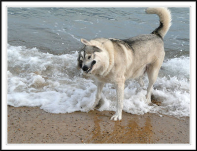 The Sea Wolf!