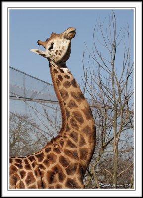 Young Giraffe!