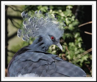 Victoria crowned pigeon - Goura victoria!